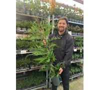 Potted Green Leylandii Hedging Conifers.