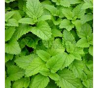Potted Herbs - Lemon Balm (8cm)