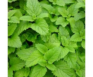 Potted Herbs - Lemon Balm (8cm)