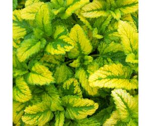 Potted Herbs - Lemon Balm All Gold (8cm)