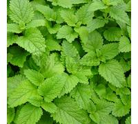 Potted Herbs - Mint Lemon (8cm)