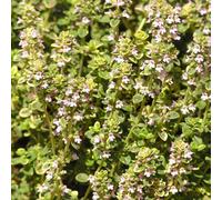 Potted Herbs - Thyme Common (8cm)