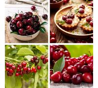 Potted Mini Fruit Tree Cherry, Ideal for Small Gardens & Patios, High Yielding, Producing Tasty Edible Fruit in Summer, 1 x Prunus (Cherry) Sylvia Pl