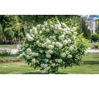 Potted Viburnum Hardy Shrubs: Opulus Roseum 9cm Pot /One