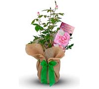 Pottery Wedding Rose - 9th Anniversary Rose Bush - Gift Wrapped Pottery Anniversary Plant