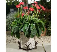 Potty Feet American Bald Eagle Figures Plant Pot Feet - Planter Support - Handmade Decorative Ornaments - 3pcs