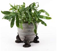 Potty Feet Aylesbury Duck Figures Plant Pot Feet - Planter Support - Handmade Decorative Ornaments - 3pcs