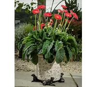 Potty Feet Boxer Dog Figures Plant Pot Feet - Planter Support - Handmade Decorative Ornaments - 3pcs