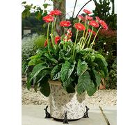 Potty Feet Brushed Silver Figures Hare Plant Pot Feet - Planter Support - Handmade Decorative Ornaments - 3pcs