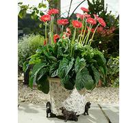 Potty Feet Cocker Spaniel Figures Plant Pot Feet - Planter Support - Handmade Decorative Ornaments - 3pcs