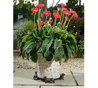 Potty Feet Dachshund Figures Plant Pot Feet Planter Riser - Pot Support Feet.