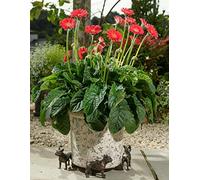Potty Feet French Bulldog Figures Plant Pot Feet - Planter Support - Handmade Decorative Ornaments - 3pcs
