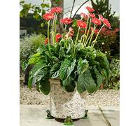 Potty Feet Green Frog Figures Plant Pot Feet - Planter Support - Handmade Decorative Ornaments - 3pcs