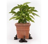 Potty Feet Large Resting Hare Figures Plant Pot Feet - Planter Support - Handmade Decorative Ornaments - 3pcs