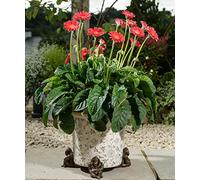 Potty Feet Orangutan Figures Plant Pot Feet - Handmade - Planter Support - Handmade Decorative Ornaments - 3pcs