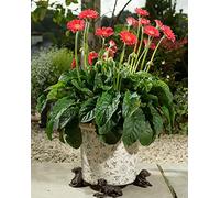 Potty Feet Resting Labrador Figures Plant Pot Feet - Planter Support - Handmade Decorative Ornaments - 3pcs