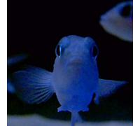 Powell - On The Feet Of A Wind [VINYL]