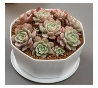 PP-Based Succulent Pot with Nordic Form Language and Perforated Base for Consistent Aeration and Drainage Performance (B)