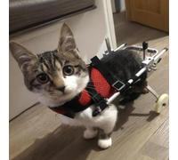 PP-Vic Adjustable 2 Wheel Cat And Dog Wheelchair, Lightweight Elderly Pet Wheelchair, Rehabilitation Animal Mover, Dog Mobility Hip Support, Assisted Dog Walker for Cats, Dogs, Rabbits,Small cat