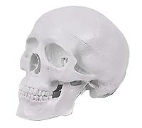 PPcdfre Mini Human Skull Model, 3 Parts Anatomical Skull Model with Removable Skull Cap and Articulated Mandible White