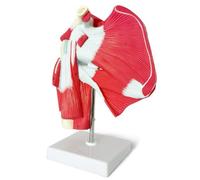 PPcdfre Muscled Shoulder Joint Model - Shows Complete Shoulder Musculature from Rotator Cuff to Subscapularis Muscles