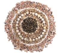 PPCLION 2000 Pcs Tiny Mini Small Sea Shells for Crafting Spiral Conch Shells for Crafts Charms for Home Decorations Candle Decor DIY Fish Tank and Beach Vase Filler