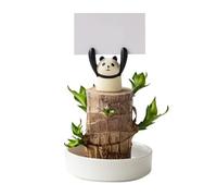 PPSMRT Brazilian Wood Lucky Bamboo Plant Brazilian Wood Plant Decor, Mini Brazil Lucky Wood Lucky Bamboo Plants Indoor Live Indoor Office Desktop Plant