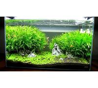 PPUK Blyxa Japonica - submerged - Aquarium 5 Strands | Live aquarium plant · Medium light · CO2 needed · Foreground clumps · Rich substrate · Soft acidic water