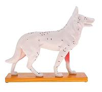 Pqahffowr Anatomical Dog Model Acupuncture Anatomy Acupuncture Point Model of The Dog Body with 72 Acupuncture Points Study Model