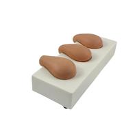 Practical Uterus Simulation Set PVC Texture Training Tool Suitable for Clinical Practice and Surgical Skill Development Gynecology Training Equipment