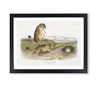 Prairie Dogs By John Woodhouse Audubon Vintage Framed Print | A3 Black Framed Wall Art | Ready to Hang | Classic Animal Picture | Living Room Bedroom Lounge Office