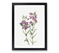 Prairie Pentstemon by Mary Vaux Walcott Framed Print | A2 Black Framed Wall Art | Ready to Hang | Modern Nature Picture | Living Room Bedroom Lounge Office