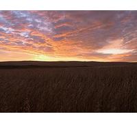 Prairie Pursuit - Saskatchewan Deer