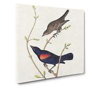 Prairie Starling Bird by John James Audubon Canvas Print | Gallery Wrapped 30mm Frame Wall Art | 20x20 inches | Ready to Hang | Modern Animals Picture | Living Room Bedroom Lounge Office