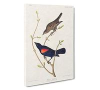 Prairie Starling Bird by John James Audubon Canvas Print | Gallery Wrapped 30mm Frame Wall Art | 30x20 inches | Ready to Hang | Modern Animals Picture | Living Room Bedroom Lounge Office
