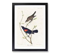 Prairie Starling Bird by John James Audubon Framed Print | A2 Black Framed Wall Art | Ready to Hang | Modern Nature Picture | Living Room Bedroom Lounge Office