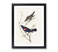 Prairie Starling Bird By John James Audubon Vintage Framed Print | A2 Black Framed Wall Art | Ready to Hang | Classic Nature Picture | Living Room Bedroom Lounge Office