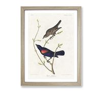Prairie Starling Bird By John James Audubon Vintage Framed Print | A2 Oak Framed Wall Art | Ready to Hang | Classic Nature Picture | Living Room Bedroom Lounge Office