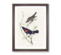 Prairie Starling Bird By John James Audubon Vintage Framed Print | A3 Walnut Framed Wall Art | Ready to Hang | Classic Nature Picture | Living Room Bedroom Lounge Office
