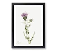 Prairie Thistle by Mary Vaux Walcott Framed Print | A2 Black Framed Wall Art | Ready to Hang | Modern Nature Picture | Living Room Bedroom Lounge Office