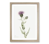 Prairie Thistle by Mary Vaux Walcott Framed Wall Art Print A2 Oak