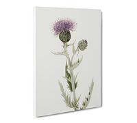 Prairie Thistle Flowers By Mary Vaux Walcott Canvas Print | Gallery Wrapped 30mm Frame Wall Art | 30x20 inches | Ready to Hang | Retro Floral Picture | Living Room Bedroom Lounge Office