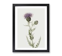 Prairie Thistle Flowers By Mary Vaux Walcott Vintage Framed Print | A4 Black Framed Wall Art | Ready to Hang | Classic Floral Picture | Living Room Bedroom Lounge Office