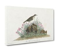 Prairie Titlark Bird By John James Audubon Canvas Print | Gallery Wrapped 30mm Frame Wall Art | 30x20 inches | Ready to Hang | Retro Animals Picture | Living Room Bedroom Lounge Office