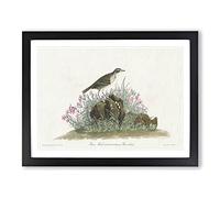 Prairie Titlark Bird By John James Audubon Vintage Framed Print | A2 Black Framed Wall Art | Ready to Hang | Classic Nature Picture | Living Room Bedroom Lounge Office