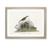Prairie Titlark Bird By John James Audubon Vintage Framed Print | A2 Oak Framed Wall Art | Ready to Hang | Classic Nature Picture | Living Room Bedroom Lounge Office