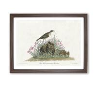 Prairie Titlark Bird By John James Audubon Vintage Framed Print | A4 Walnut Framed Wall Art | Ready to Hang | Classic Nature Picture | Living Room Bedroom Lounge Office