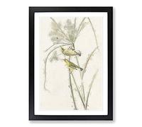 Prairie Warbler Birds by John James Audubon Framed Print | A2 Black Framed Wall Art | Ready to Hang | Modern Nature Picture | Living Room Bedroom Lounge Office