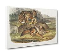 Prairie Wolves By John Woodhouse Audubon Canvas Print | Gallery Wrapped 30mm Frame Wall Art | 24x16 inches | Ready to Hang | Retro Picture | Living Room Bedroom Lounge Office