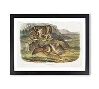 Prairie Wolves By John Woodhouse Audubon Vintage Framed Print | A2 Black Framed Wall Art | Ready to Hang | Classic Nature Picture | Living Room Bedroom Lounge Office